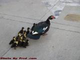 Mother Duck and Her Brood, Walmart Truck Apron, Sunrise
