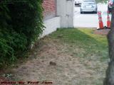 Urban Rabbits, MIT Campus, Cambridge, Massachusetts