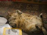 Penny (RIP) Relaxing in Plantation, Florida