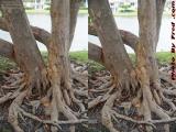 Twisted Roots, St. Tropez Apartments (cross eye stereo)