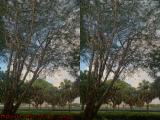 Perspective in Early Morning Light (cross eye stereo)