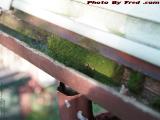 Aged Gutters, Brookings Street, Medford, Massachusetts
