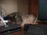 Penny Sleeping on a Table-Level Shelf, Medford, Mass.