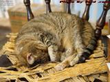 Wake Me Up When It's Over, Penny (RIP) Sleeping