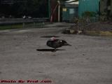 Sleeping Duck, Standing on One Foot, Pembroke Pines