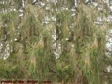 Island Park Tree Study, Wellsville, NY (cross eye stereo)