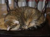 For Auld Lang Syne, Penny (RIP) Sleeping, Plantation