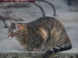 Plump Penny in Her Winter Coat, Dell Court, Lynn, Mass.