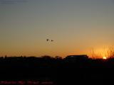 A Pair of Geese Riding Into the Sunset, Medford, Mass.