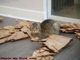 Penny (RIP) on Packing Paper, Plantation, Florida