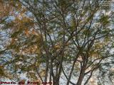 Inside the Canopy, Crown Branches Illuminated by Sunset