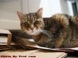 Remembering Penny, It Would Have Been Her 14th Birthday